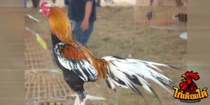 ข่าวไก่ชน