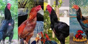 ข่าวไก่ชน