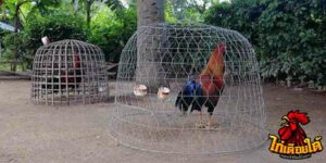 ข่าวไก่ชน