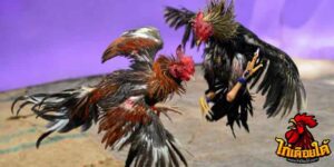 ข่าวไก่ชน
