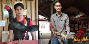 ข่าวไก่ชน