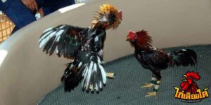 ข่าวไก่ชน