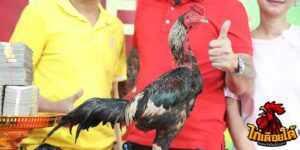 ข่าวไก่ชน