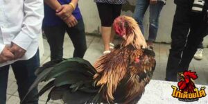 ข่าวไก่ชน