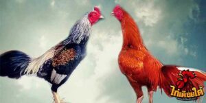 ข่าวไก่ชน
