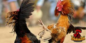 ข่าวไก่ชน