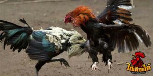 ข่าวไก่ชน