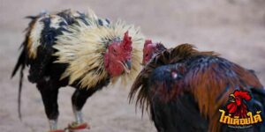 ข่าวไก่ชน