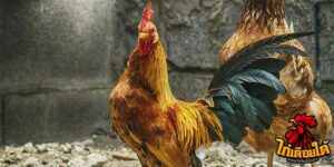 ข่าวไก่ชน