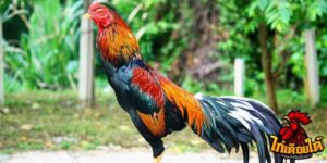 ข่าวไก่ชน