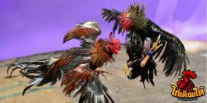 ข่าวไก่ชน