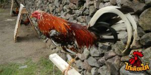 ข่าวไก่ชน