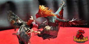 ข่าวไก่ชน