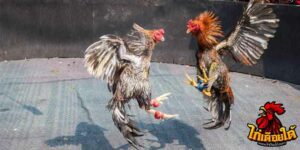 ข่าวไก่ชน