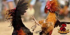 ข่าวไก่ชน