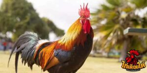 ข่าวไก่ชน