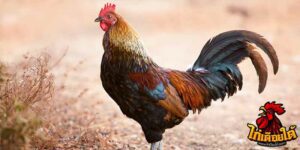 ข่าวไก่ชน