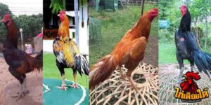 ข่าวไก่ชน