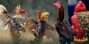 ข่าวไก่ชน