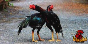ข่าวไก่ชน