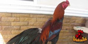 ข่าวไก่ชน