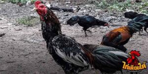 ข่าวไก่ชน