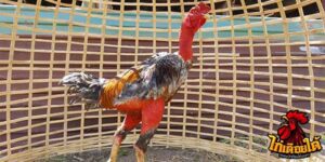ข่าวไก่ชน