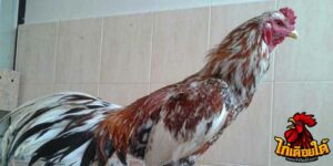 ข่าวไก่ชน