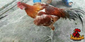 ข่าวไก่ชน