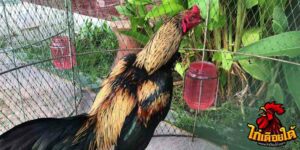 ข่าวไก่ชน