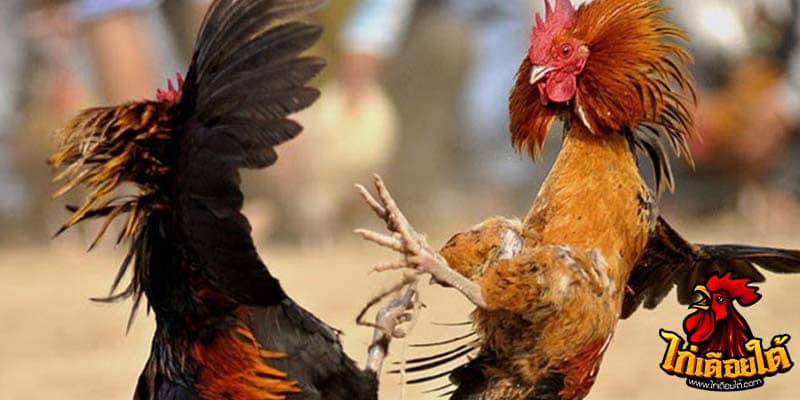 ข่าวไก่ชน