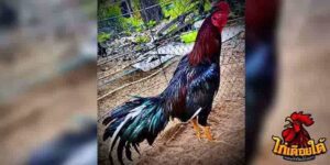 ข่าวไก่ชน