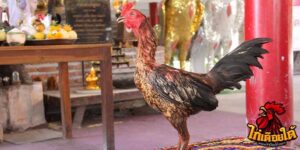 ข่าวไก่ชน