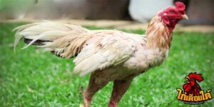 ข่าวไก่ชน