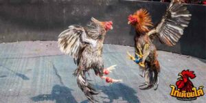 ข่าวไก่ชน