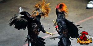 ข่าวไก่ชน