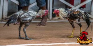 ข่าวไก่ชน