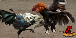 ข่าวไก่ชน