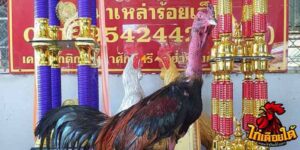 ข่าวไก่ชน