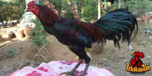 ข่าวไก่ชน