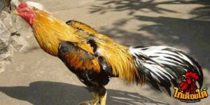 ข่าวไก่ชน