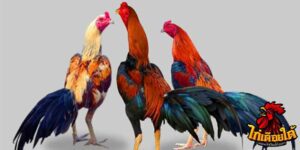 ข่าวไก่ชน