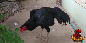 ข่าวไก่ชน