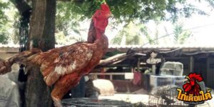ข่าวไก่ชน