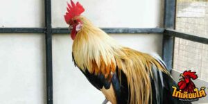 ข่าวไก่ชน
