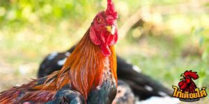 ข่าวไก่ชน