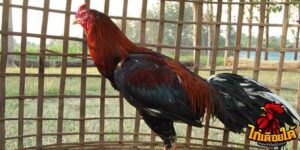 ข่าวไก่ชน