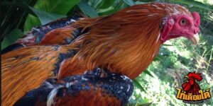 ข่าวไก่ชน
