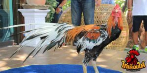 ข่าวไก่ชน
