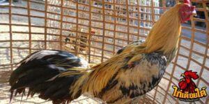 ข่าวไก่ชน